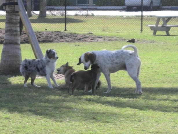 11-Dog-Park-sized.jpg