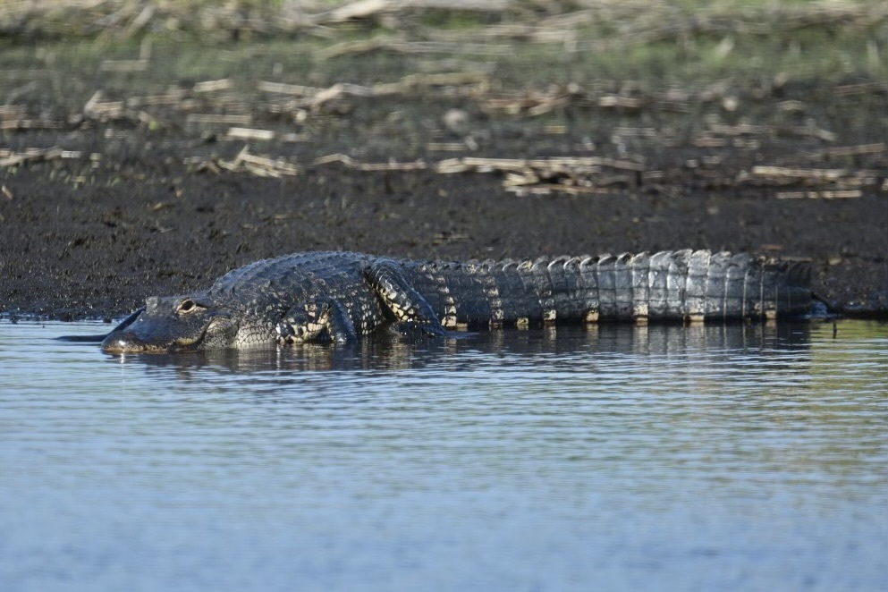 airboat-rides-melbourne-3.jpeg