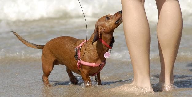 dog-beaches-toppermanual.jpg