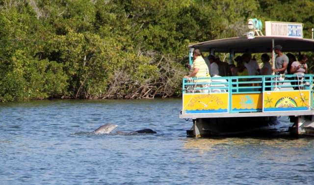 Dolphin Tours in Cocoa Beach, FL: An Unforgettable Experience Awaiting You